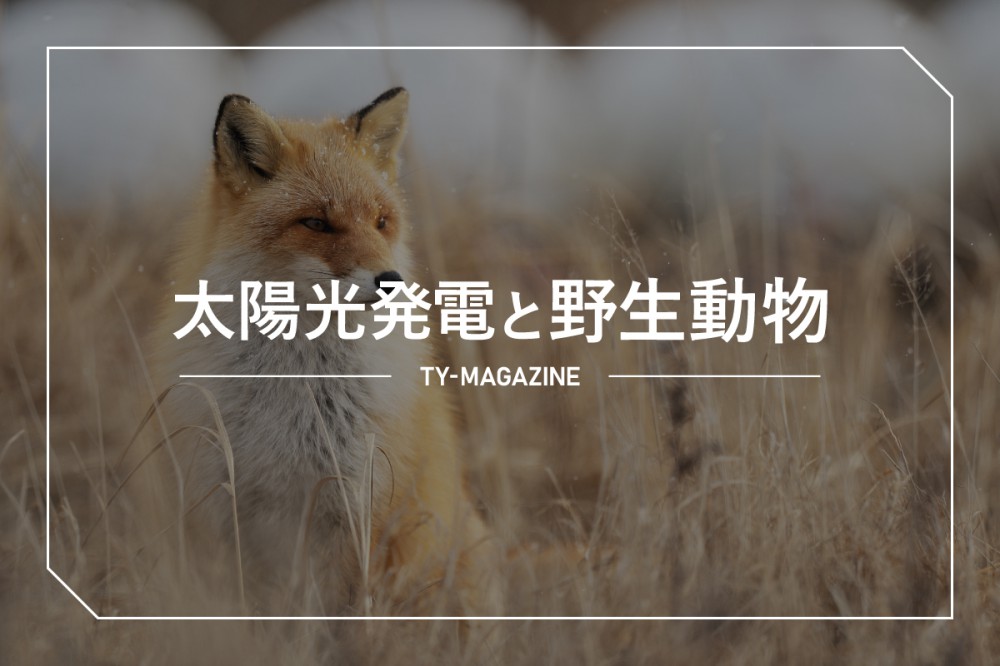 太陽光発電と野生動物による被害 北海道の場合 Technical Yield 株式会社ティー ワイ