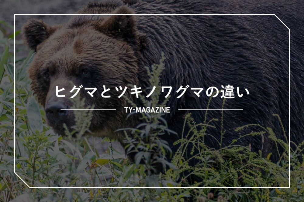 ヒグマとツキノワグマの違い／TECHNICAL YIELD「株式会社ティー・ワイ」
