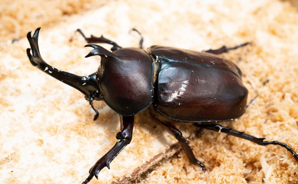 「カブトムシの幼虫」配布イベントを終えて