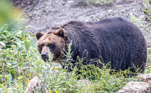 TYマガジン更新！ヒグマとツキノワグマの違い